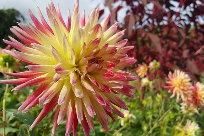 A pink and yellow dahlia blooms on a sunny day in the garden during the dahlia plant shows.