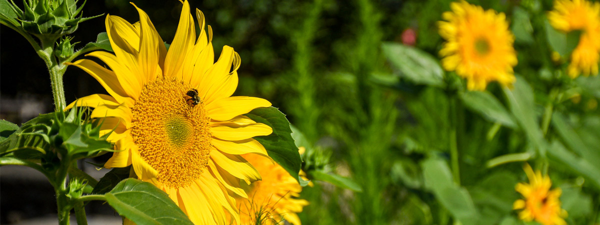 a bee sits on top of a sunflower