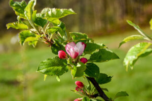 Apple blossom begging to bloom in the apple orchard