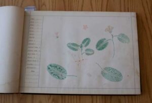 Impressions of mayflower specimen, one of among 234 plant species collected and recorded by John Coulson in 1888.