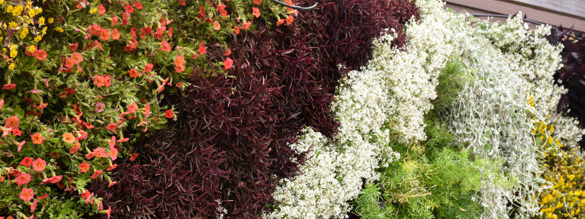 The living wall in the Garden Within Reach
