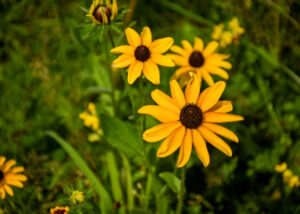 Yellow flowers blooming in the garden. More ways to give.