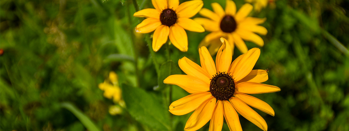 Yellow flowers blooming in the garden.