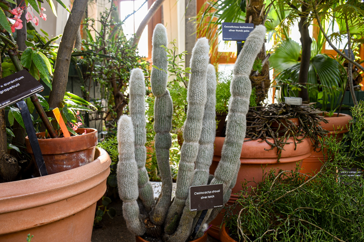 Old man cactus, a tall, upright succulent appears wrapped in wispy, woolly-looking hairs.