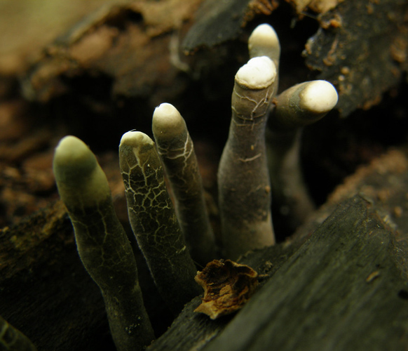 Dead man's fingers fungi