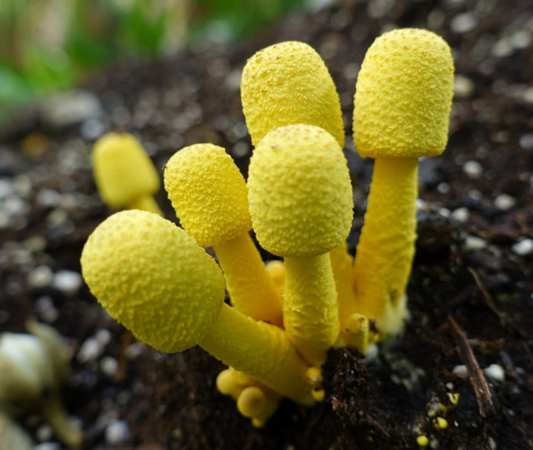 Flowerpot parasols fungi