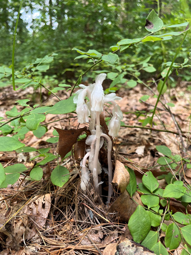 Ghost plant, a plant that lack chlorophyll making it white in appearance.