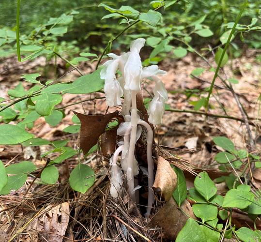 Ghost plant, a plant that lack chlorophyll making it white in appearance.
