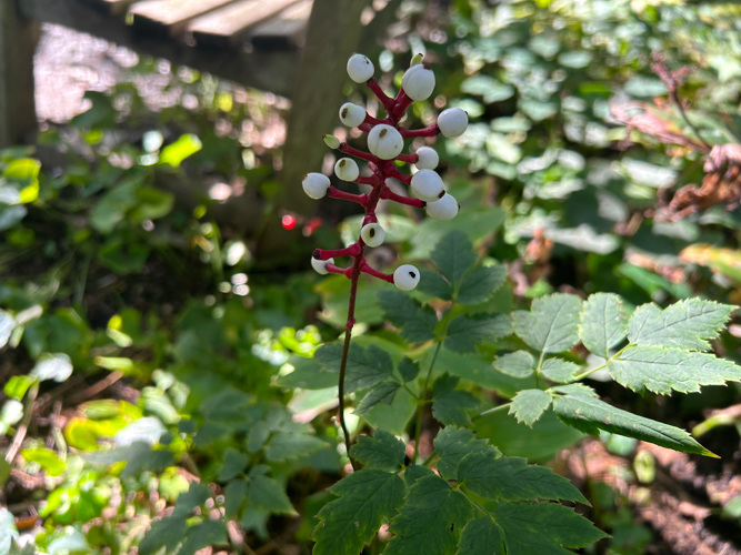 Doll’s Eyes, a plant that has white berries with a dotted black center.