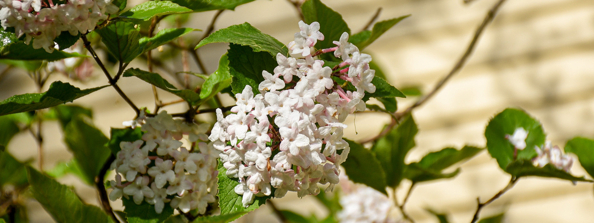 White flowers bloom on a branch on the cottage garden.