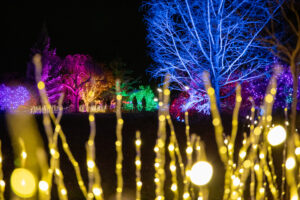 NightLights3 The lawn garden lit up with multicolored lights during Night Lights