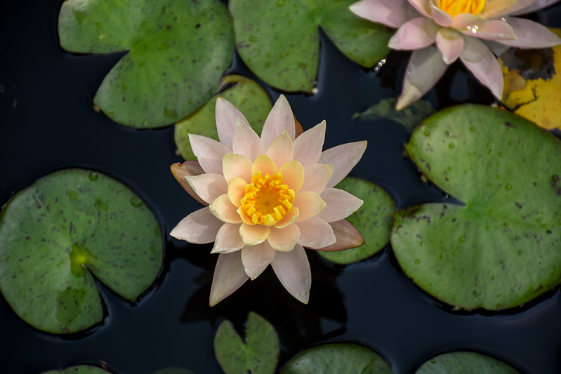 Water lily in bloom surrounded by lily pads.