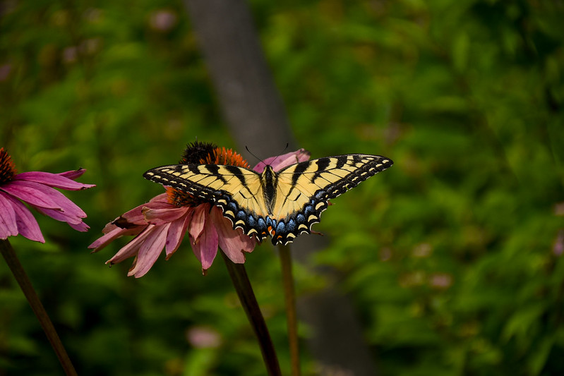 A butterfly sits on a pink coneflower.