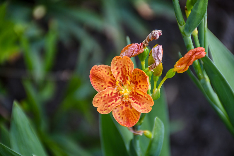 Close up of a Orange blackberry lily in bloom.