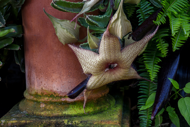 Zulu giant, massive yellow flowers shaped like bulky starfish.