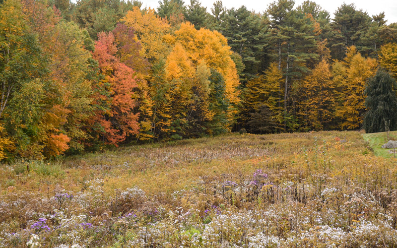 Meadow showcasing fall color.