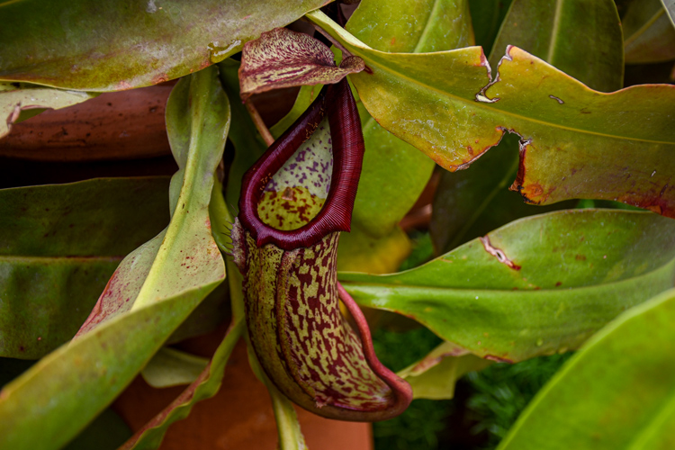 Pitcher plant, a carnivorous plant.