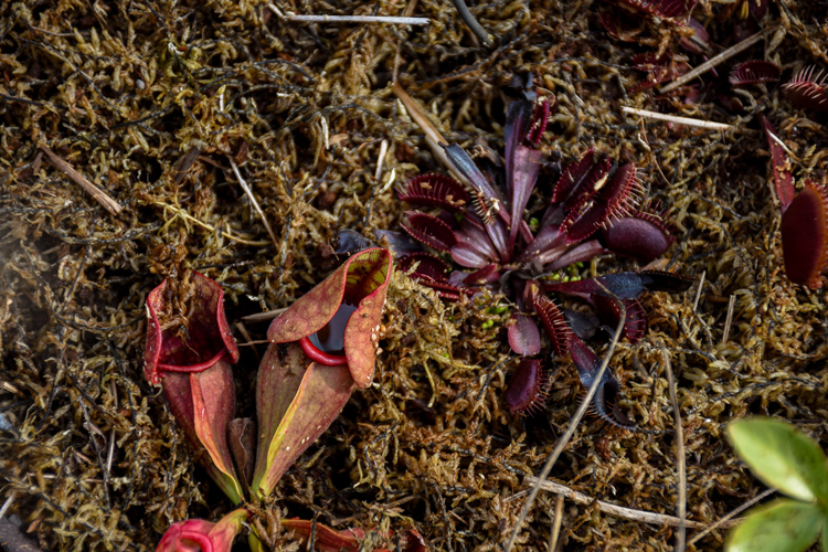 A bog plant in the ramble.