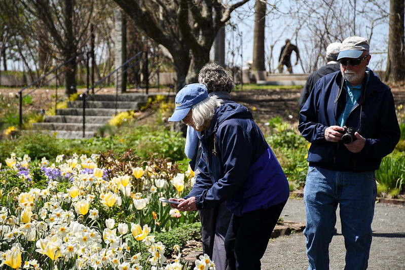 Visitors photographing the daffodils blooming in the spring.