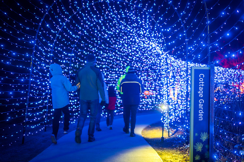 Visitors walk through the blue and purple tunnel during Night Lights