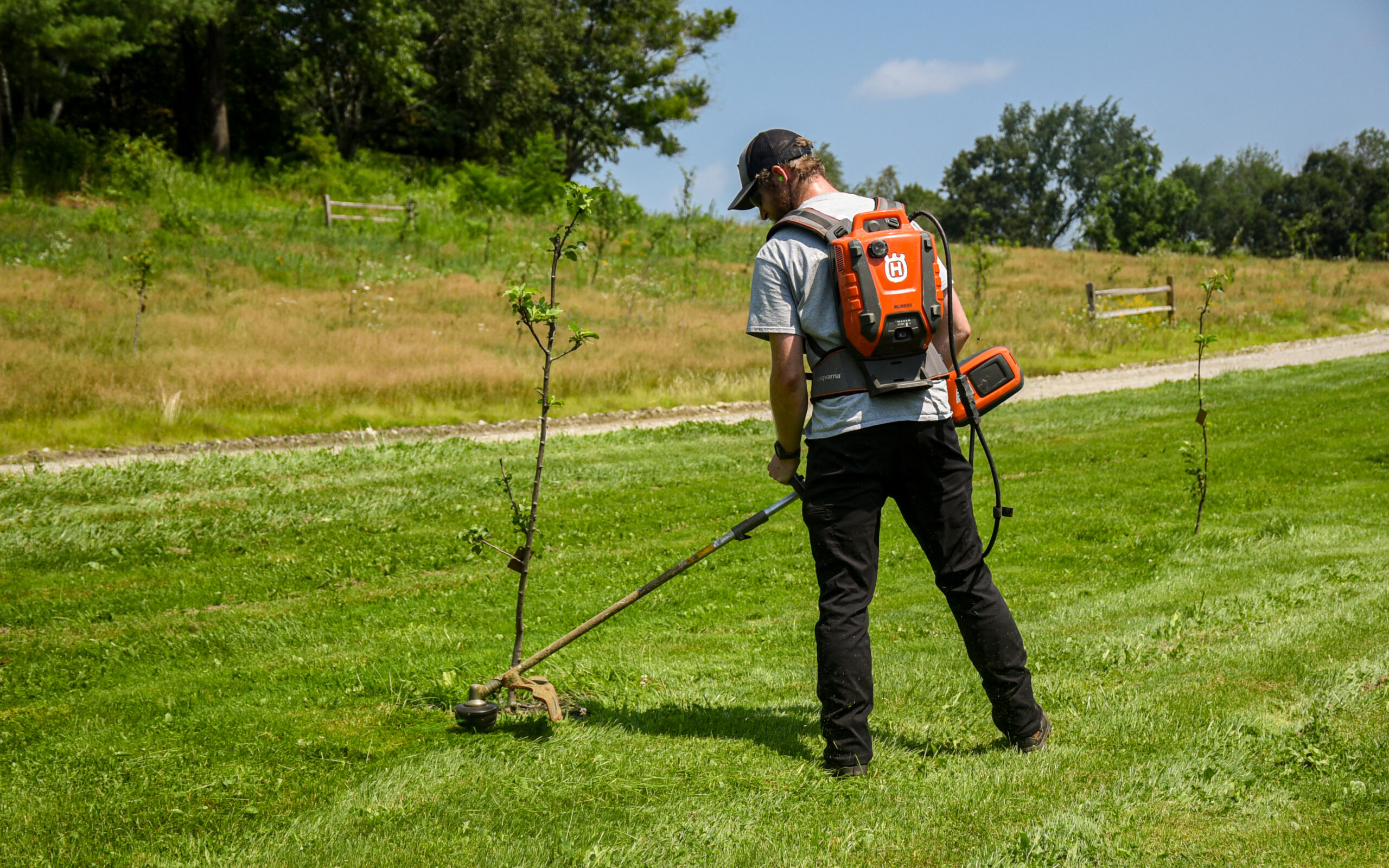 Horticulture member using electric string trimmer around apple trees.