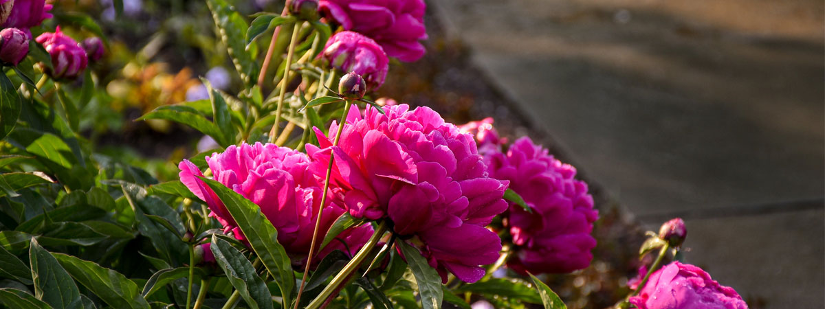 Pink peony blooms in the garden.