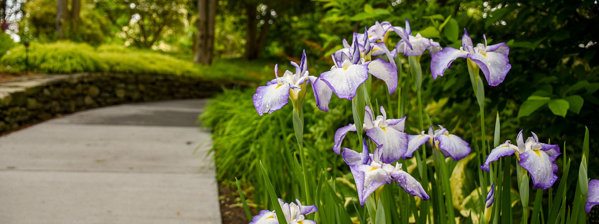 Purple and white flowers blooming along a walkway.