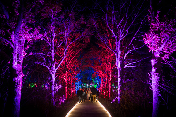 Pliny's Allee lit up with purple and pink lights during Night Lights.