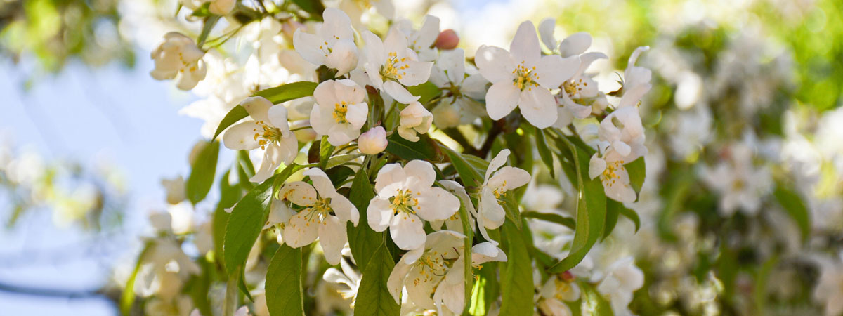 Close up of white plum flowers.