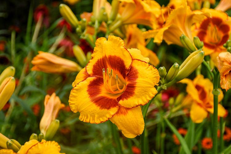 A yellow and red daylily blooms in the garden.