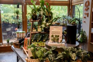 A plant display set up in the Garden Shop.