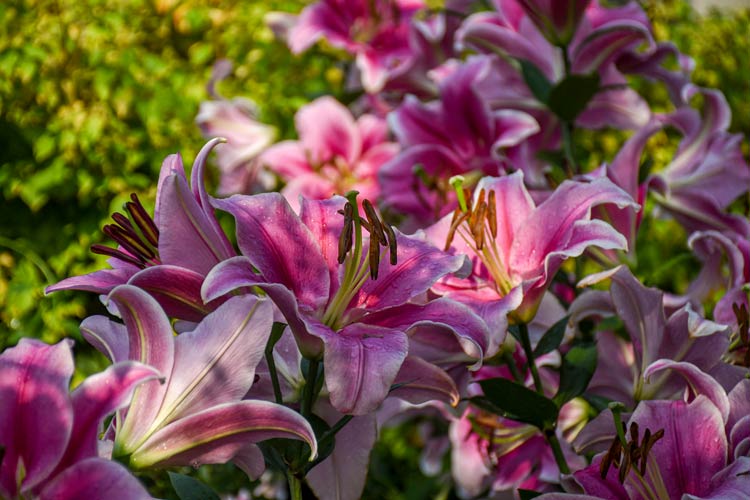 Pink Lilies bloom in the Garden with sunlight shining on them.