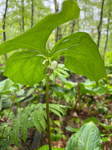 Nodding trillium (Trillium cernuum), native to the Northern parts of the U.S. and Canada