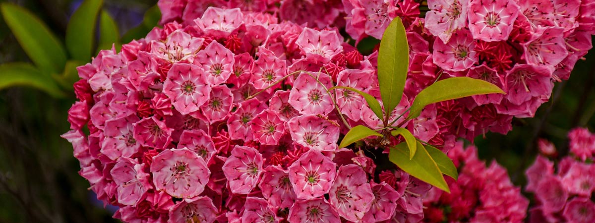Pink Mountain Laurel blooms in the Garden.