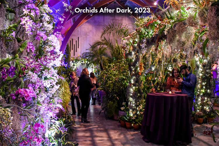 Visitors in the Limonaia during Orchids After Dark, an after hours event during our annual exhibition.