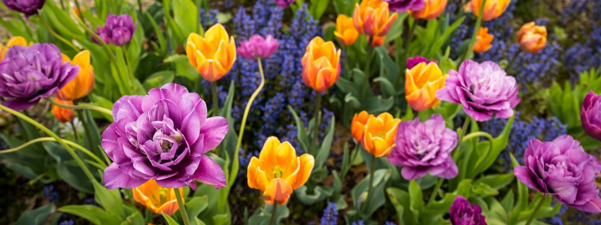 Tulips blooming in the garden during springtime.