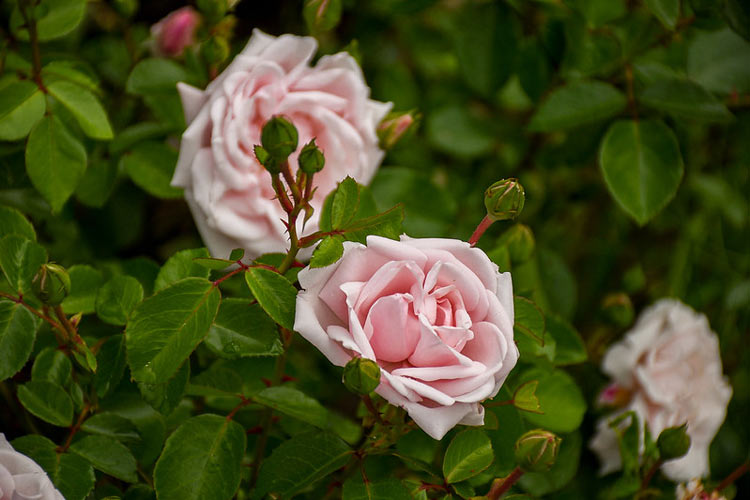 Pink roses blooming on the stairs of the Secret Garden.