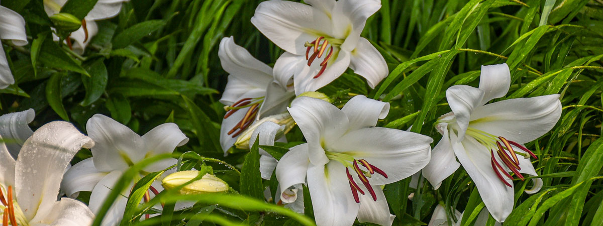 White daylilies bloom in the garden.