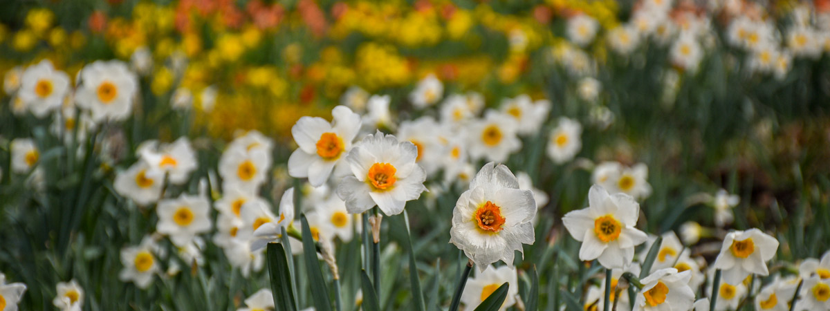 Daffodils blooming in the Daffodil field during the spring.