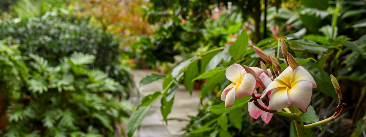 A Plumeria blooms in the conservatory.