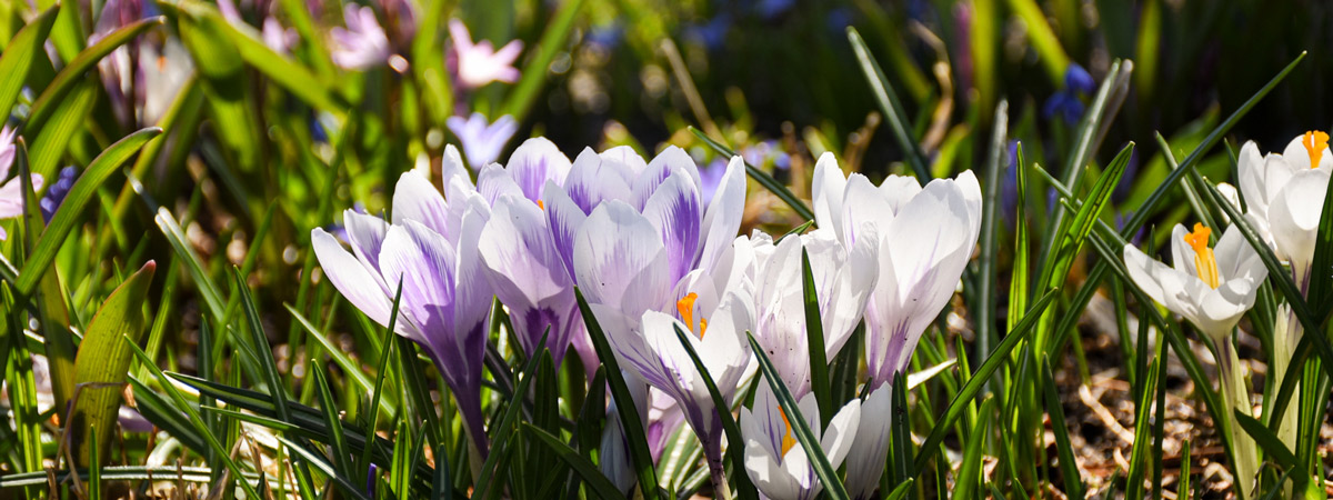 Purple and white Crocus blooms in the Garden.