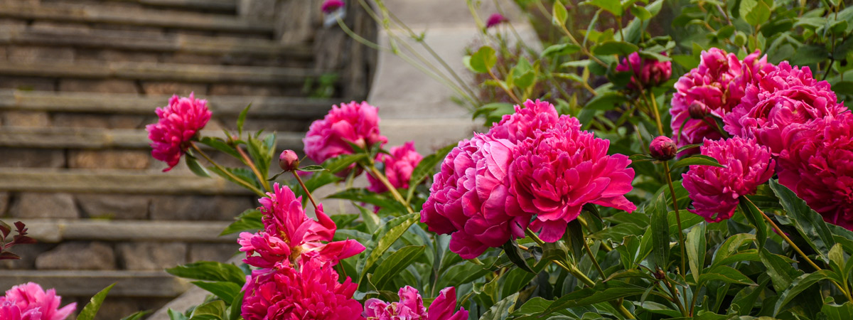 Pink flowers bloom by the stairs of the Secret Garden.