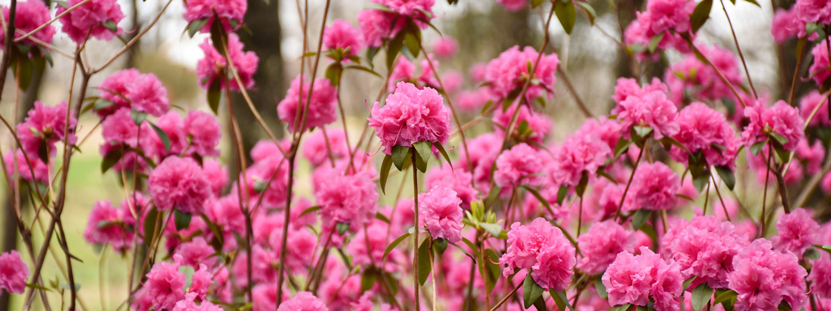 Pink Rhododendron blooms in the Garden.