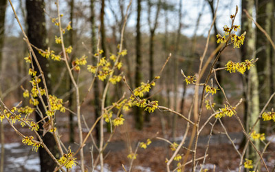 The highlighter yellow colored flowers of witch hazel bloom in The Ramble.