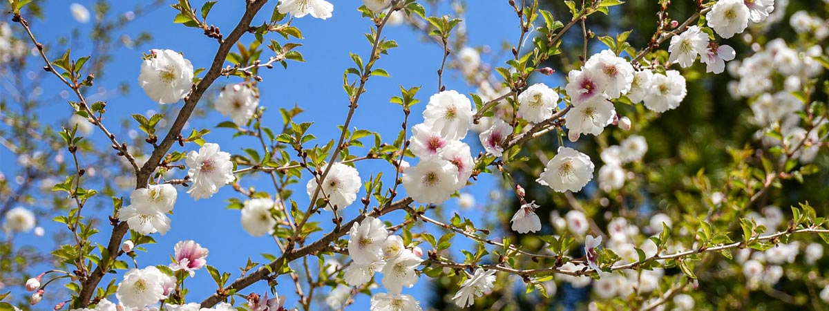 Flower buds blooming off a tree in the Garden.