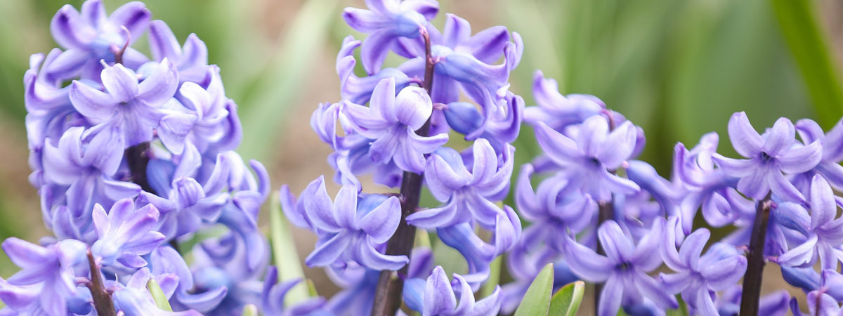 Purple hyacinth blooming in the spring.