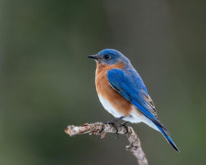 Eastern bluebird. Photo by Skyler Ewing. 