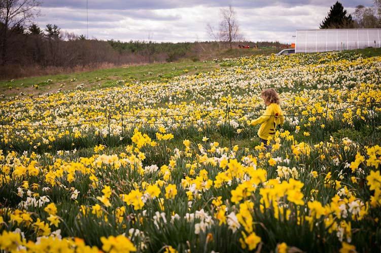 A young girl walks through the daffodil field.