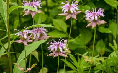 Light pink beebalm flowers in bloom by the Wildlife Refuge Pond.