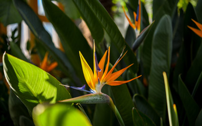An orange bird of paradise in bloom in the conservatory.